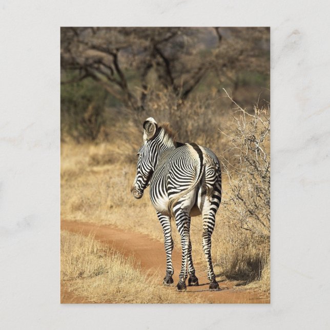 Nationalreservat Samburu, Kenia Postkarte (Vorderseite)