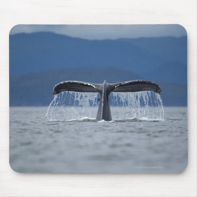 Nationalwald von Tongass, Humpback Mousepad (Vorne)