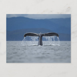 Nationalwald von Tongass, Humpback Postkarte