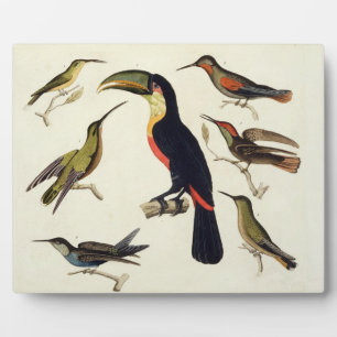 Native birds, including the Toucan (centre), Amazo Fotoplatte