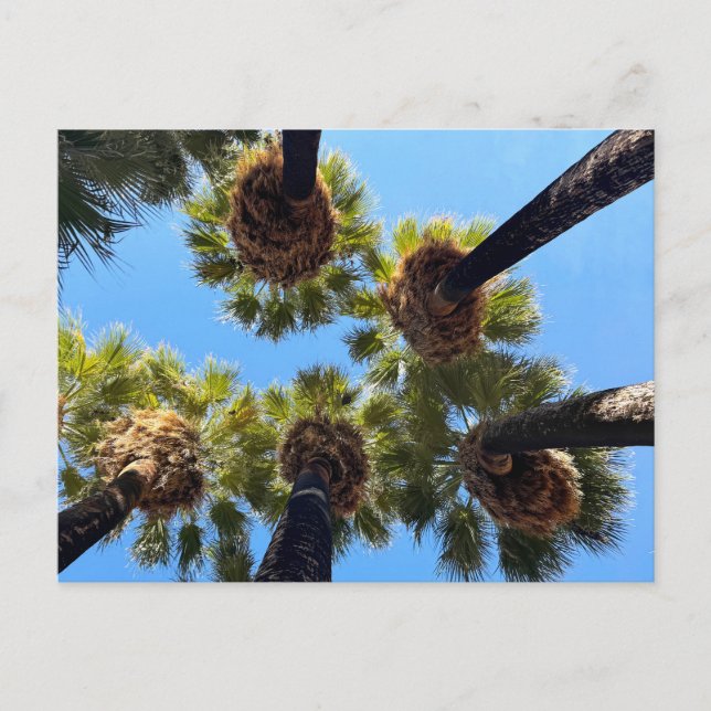 Native Naturally Grown Palm Trees Postkarte (Vorderseite)