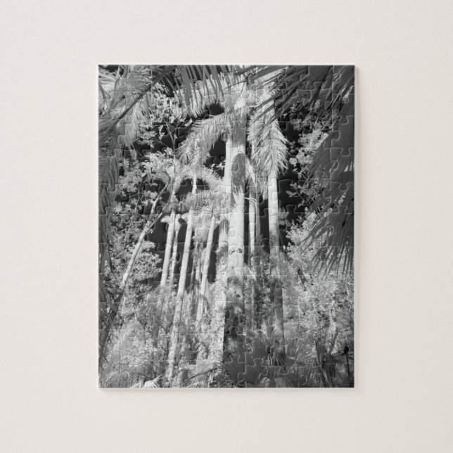Native Royal Palms in Fakahatchee Strand (Vertikal)
