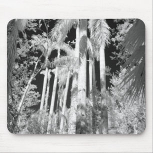 Native Royal Palms in Fakahatchee Strand Mousepad
