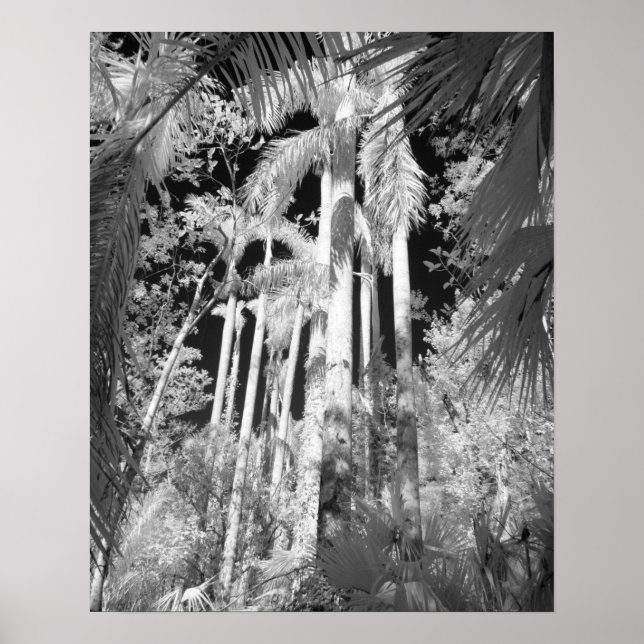 Native Royal Palms in Fakahatchee Strand, Poster (Vorne)