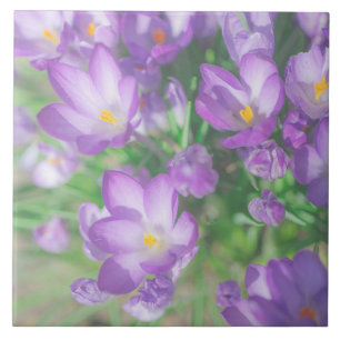 Natur Blassfarbene Lila Pastelle Crocus Blume Blüt Fliese