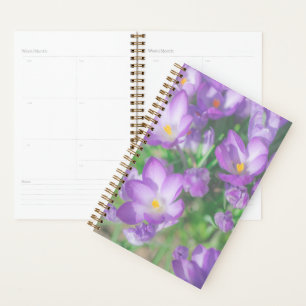 Natur Blassfarbene Lila Pastelle Crocus Blume Blüt Planer