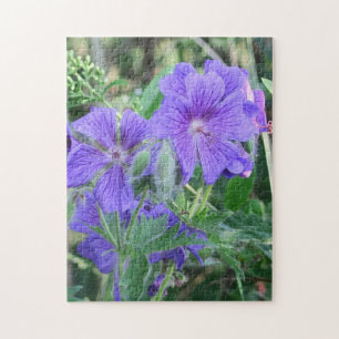 Natur, Blume, Sommer, lila, Blüte,