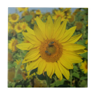 Natur, Blume, Sommer, Sonnenblume, Blüte, floral Fliese