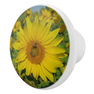 Natur, Blume, Sommer, Sonnenblumen, Blumen Keramikknauf