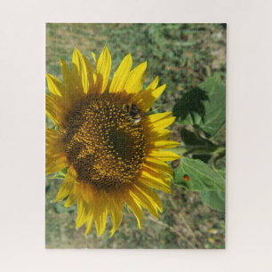 Natur, Blume, Sommer, Sonnenblumen, Blüten,
