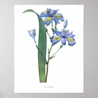 Natur, botanischer Ausdruck, Blume-Art-Poster von Poster