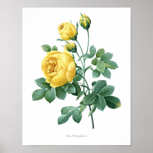 Natur, botanischer Ausdruck, Kunstposter der Blume Poster (Vorne)