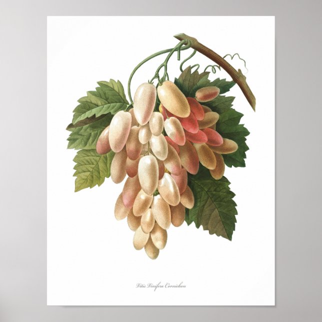 Natur, botanischer Ausdruck, Kunstposter von Vitis Poster (Vorne)
