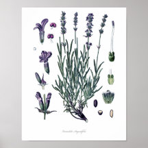 Natur, botanischer Druck, Blume Kunst des Wahren L