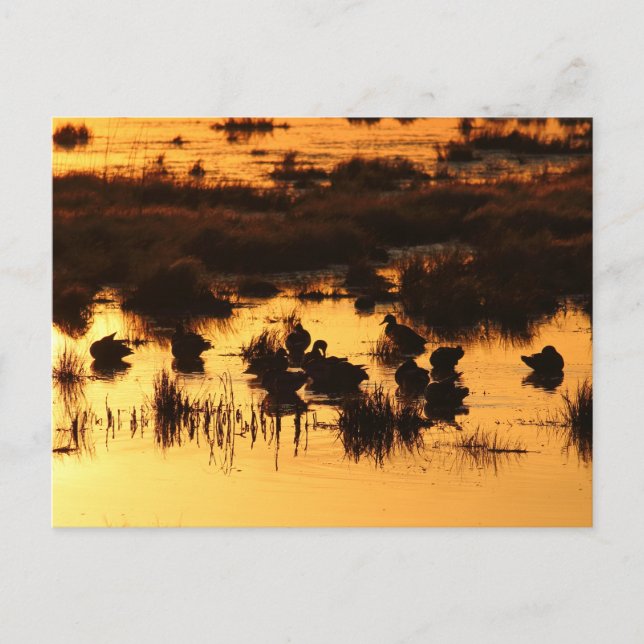 Natur - Enten bei Morgengrauen Postkarte (Vorderseite)