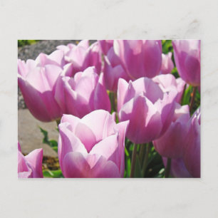 Natur Farbige Helle Lila Tulpen Blumen Floral Postkarte
