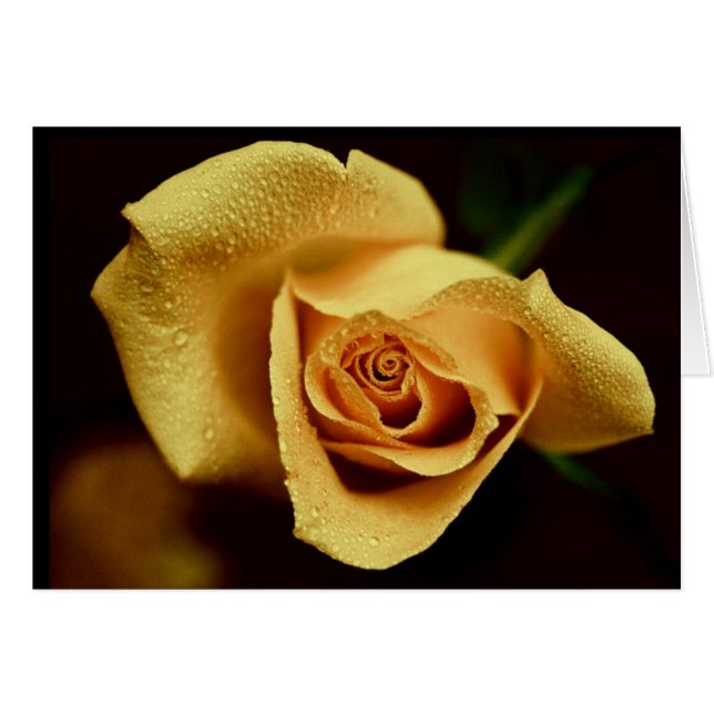 Natur-Fotografie (Vorderseite (Horizontal))