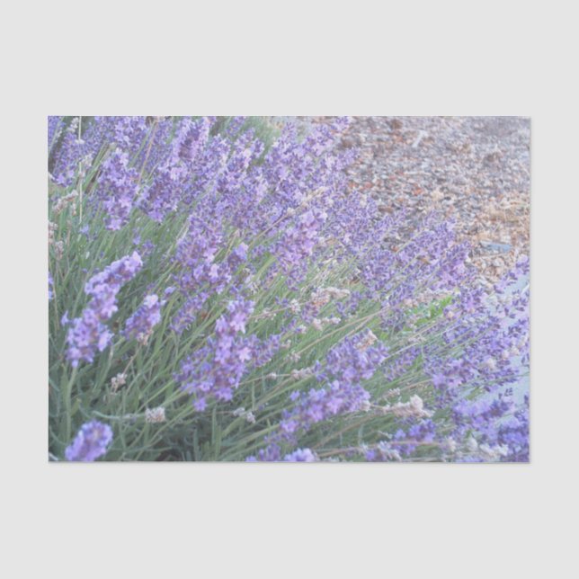 Natur-Fotografie des Seidenpapier (Vorderseite)
