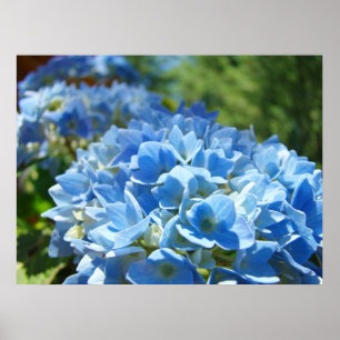 Natur heilt Kunst Drucke Blaue Hortensien Blumen