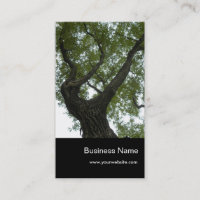 Natur/immergrüner Kampfer-Baum