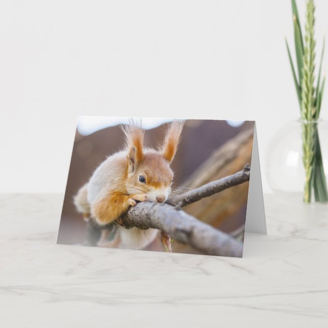 Natur Inspirationen ein sehr komfortables Eichhörn Karte (Vorderseite)