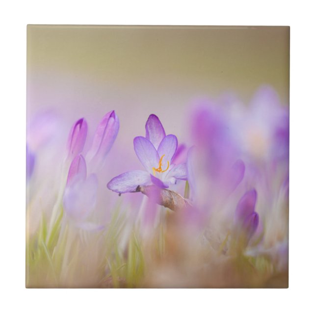 Natur Inspirationen Ethereal Lilac Blume  Fliese (Vorderseite)