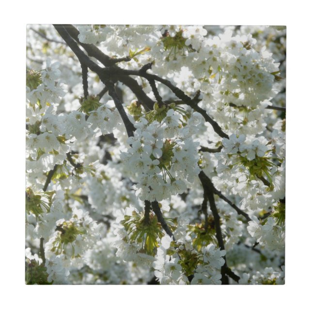 Natur-Inspirationen Kirschblüten Fliese (Vorderseite)