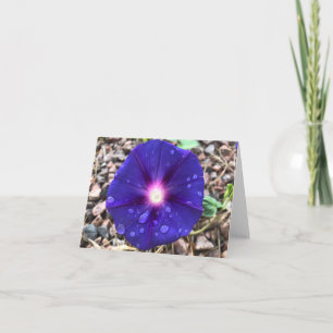 Natur Inspirationen Morning Glory nach einem Regen