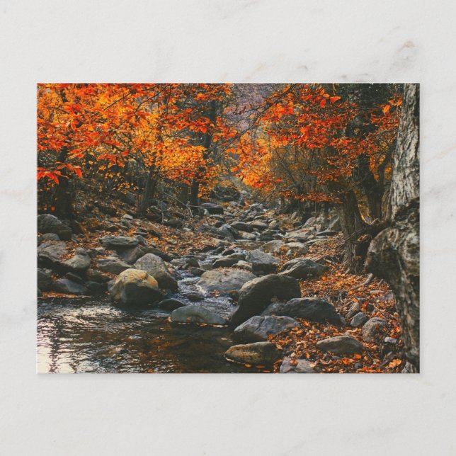Natur-Inspirationen Rumänien, Herbstwald Postkarte (Vorderseite)