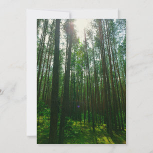 Natur Landschaft Szenerie Wald Weißrussland Flachk