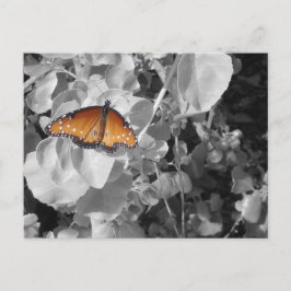 Natur Orange Monarch Butterfly Schwarz und Weiß Postkarte