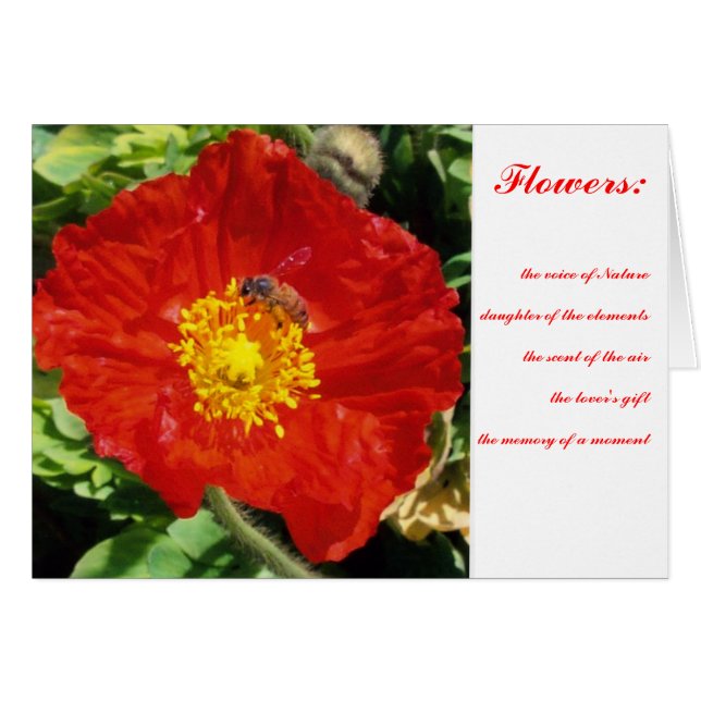 Natur-Poesie-Mohnblume (Vorderseite (Horizontal))