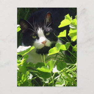 Natur Postkarte