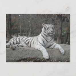 Natur Schöne Bengalische Tiger Fotografie Postkarte