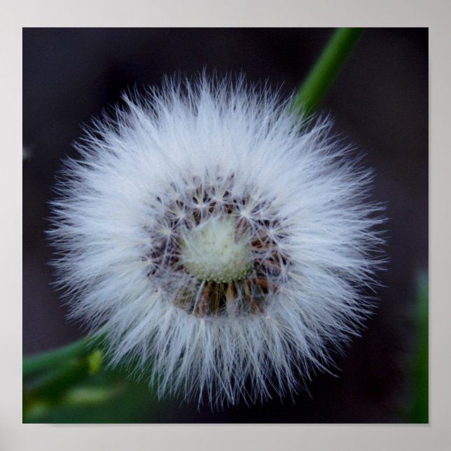 Natur und Apos; Sonne Poster (Vorne)