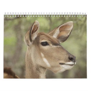 Natur- und Tierporträtkalender für 2026 Kalender