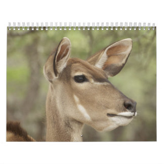 Natur- und Tierporträtkalender für 2026 Kalender