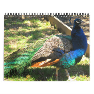 Natur - Vögel - Landschafts12-monatiger Kalender