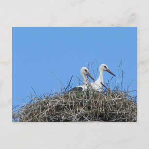 Natur, Vogel, Storch, Nest, Weiß, Tier, Himmel, Postkarte