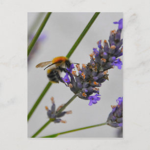 Natur Wunderbare Arbeiter Postkarte