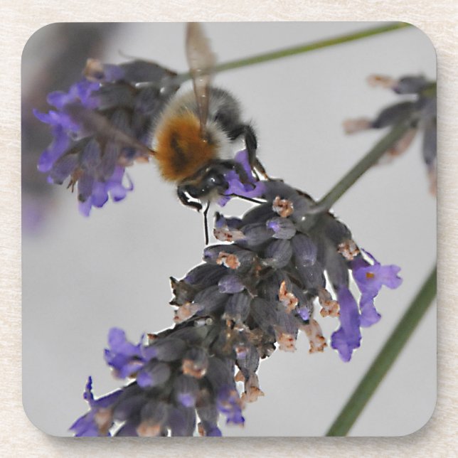 Natur Wunderbare Arbeiter Untersetzer (Vorderseite)