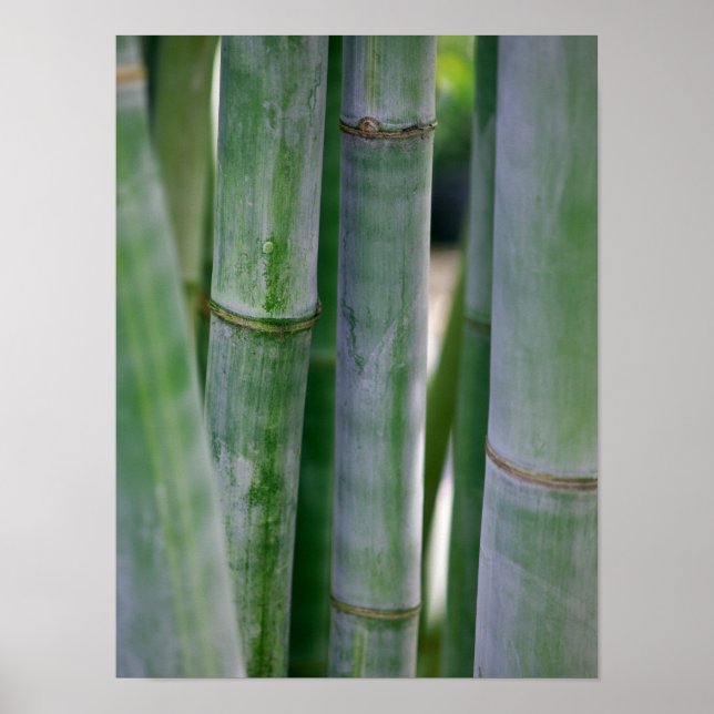 Natural Bamboo Zen Background Customized Template Poster (Vorne)