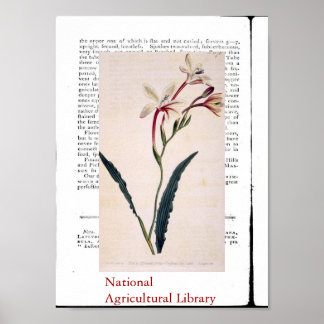 Natural Botanic Print Three Poster