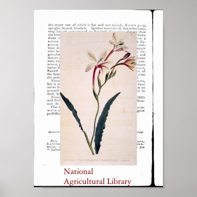 Natural Botanic Print Three Poster (Vorne)