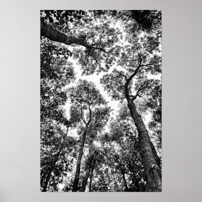 Natural Fit (Baumspitzen) Poster (Vorne)