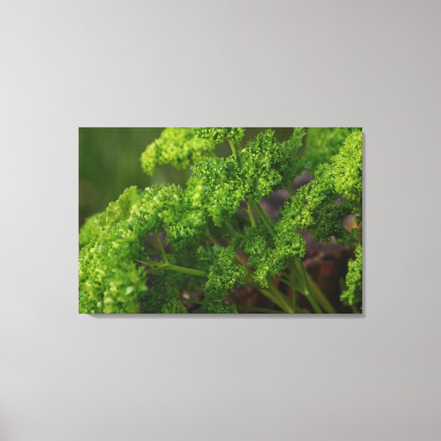 Natural Green Parsley Herb Foto für die Küche Leinwanddruck (Vorderseite)
