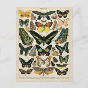 Natural History Butterfly Postkarte