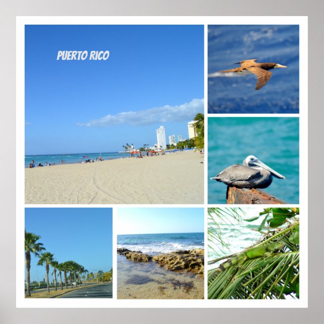 NaturCollage von San Juan, Puerto Rico Poster (Vorne)