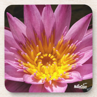 NaturCraze Lotus rose Fleur dessous de verre en pl