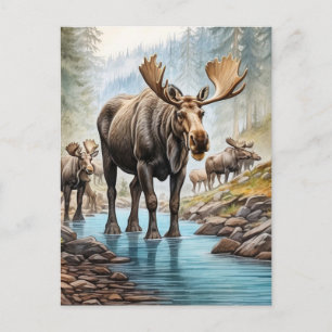 *~* Nature AP49 MOOSE HERD Forest STREAM Postkarte